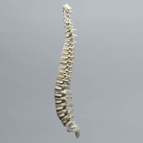 Anatomisches Modell / Wirbelsäule - 1323-40 - Sawbones/Pacific Research Labs - für Skoliose / Schaumstoff / flexibel