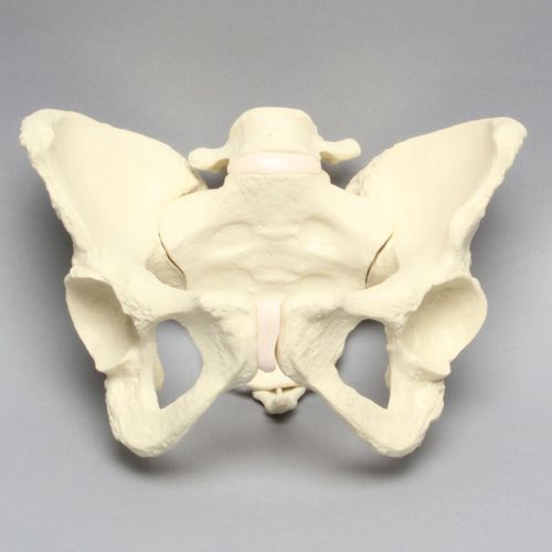 Anatomisches Modell / Becken - 1302-22 - Sawbones/Pacific Research Labs - Gelenk / Wirbel / Steißbein