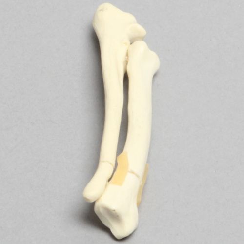 Hund anatomisches Modell - 2002-29-1 - Sawbones/Pacific Research Labs - Radius / für die Ausbildung / Schaumstoff