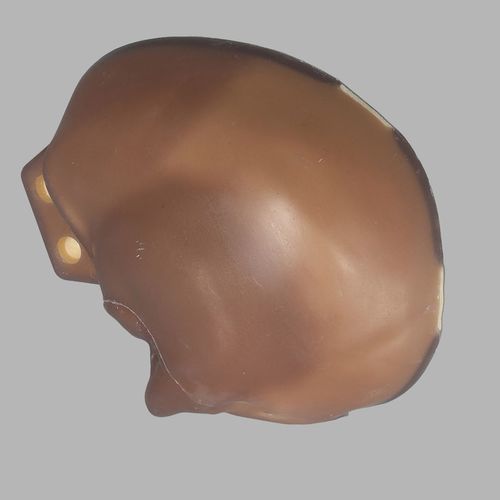 Anatomisches Modell / Knochen - 3439 - Sawbones/Pacific Research Labs - Schädel / Schaumstoff