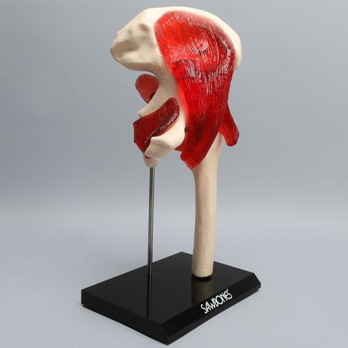 Anatomisches Modell / Knochen - 4010-11 - Sawbones/Pacific Research Labs - Gelenk / Hüfte / mit Gelenk