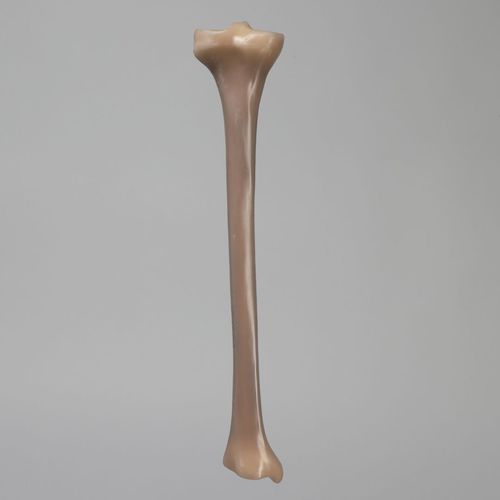 Anatomisches Modell / Knochen - 3401 - Sawbones/Pacific Research Labs - Tibia / Ausbildung / Schaumstoff
