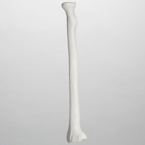 Anatomisches Modell / Radius - 1005 - Sawbones/Pacific Research Labs - Kunststoff