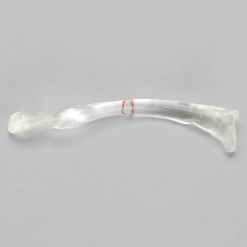 Anatomisches Modell / Schlüsselbein - 1020-2-1 - Sawbones/Pacific Research Labs - Kunststoff