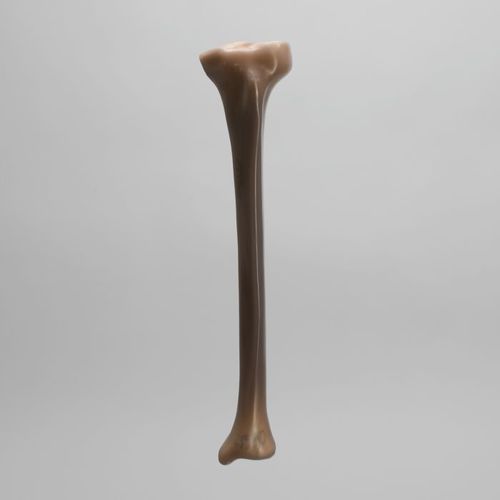 Anatomisches Modell / Knochen - 3402 - Sawbones/Pacific Research Labs - Tibia / Schaumstoff