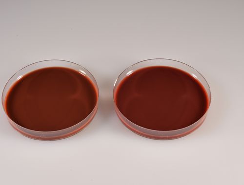 Agargel Reagenz - CHOCOLATE EUGON - Biomed Diagnostics, Inc. - für Veterinärlabor
