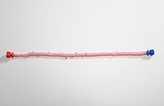 Vaskuläre Bioprothese / Arteria femoralis - CryoArtery® - Cryolife - allograft
