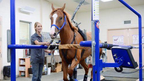 Veterinär-Laufband / für Pferde - MUSTANG2200  - Sascotec