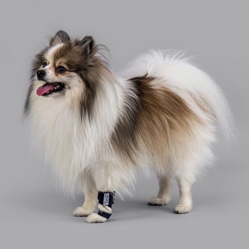 Veterinär-Schiene / für Pfote - Balto® - KVP EU Ltd