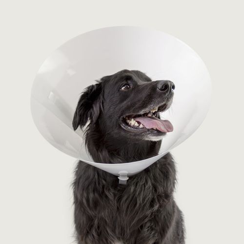 Hundekragen - Betsy™ - KVP EU Ltd - transparent / Kunststoff