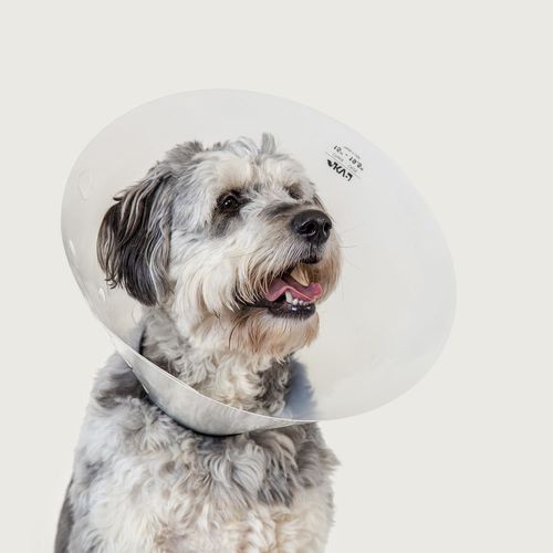 Hundekragen - Check™ - KVP EU Ltd - transparent / regelbar