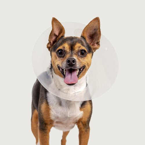 Hundekragen - QuickFit™ - KVP EU Ltd - regelbar / transparent