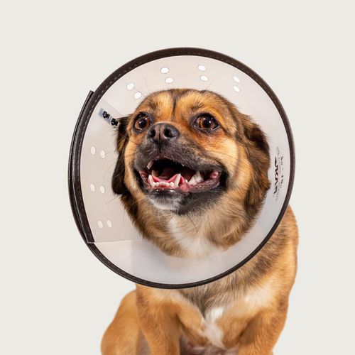 Transparenter Tierkragen - Saf-T-Clear™ - KVP EU Ltd - für Hunde / regelbar / Kunststoff
