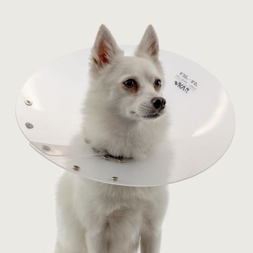 Hundekragen - Saf-T-Shield™ - KVP EU Ltd - transparent / Polyethylen