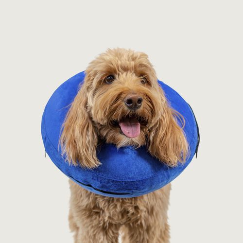 Tierhalskrause für Hunde - KONG® Cloud™ - KVP EU Ltd - waschbar / aufblasbar