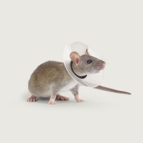 Transparenter Tierkragen - Saf-T-Shield™ - KVP EU Ltd - für Nagetiere / mit Klettverschluss / Polyethylen