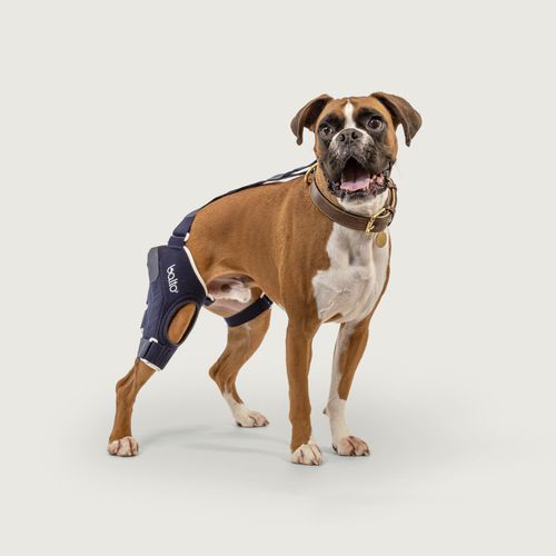 Chirurgischer Knieablage - Balto® Jump - KVP EU Ltd - für Veterinärmedizin / röntgenstrahlendurchlässig