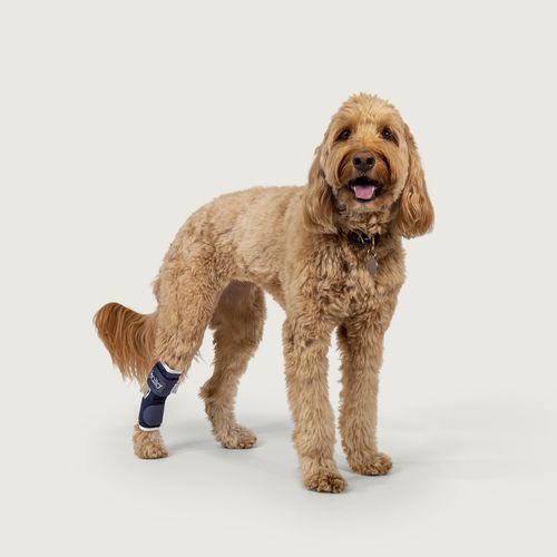Veterinär-Schiene / für Sprunggelenk - Balto®  - KVP EU Ltd - für Hunde