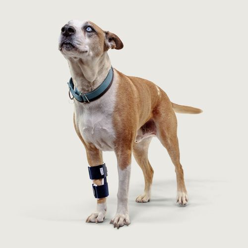 Veterinär-Schiene / für Pfote - Balto® Bone - KVP EU Ltd