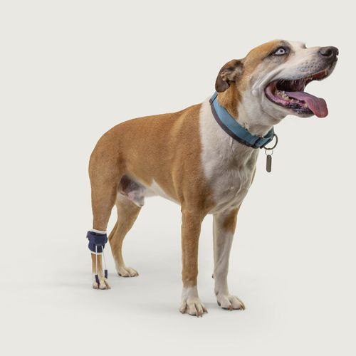 Veterinär-Schiene / für Pfote - Balto® Pull - KVP EU Ltd