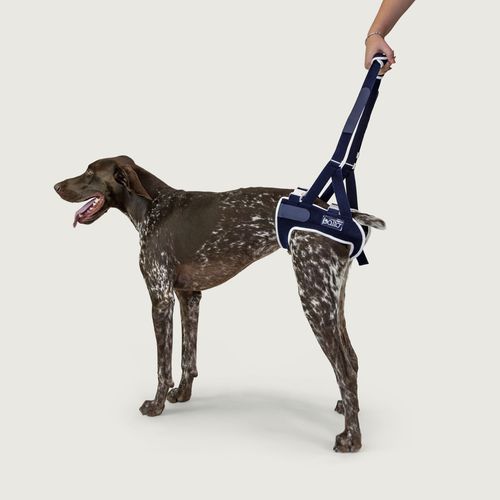 Tragegurt zum Gehen - Balto® Up - KVP EU Ltd - Rehabilitation / für Veterinärmedizin / Bein