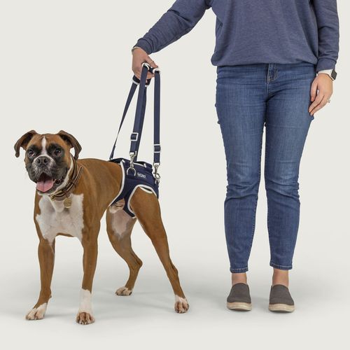Tragegurt zum Gehen - Balto® Life - KVP EU Ltd - Rehabilitation / für Hunde