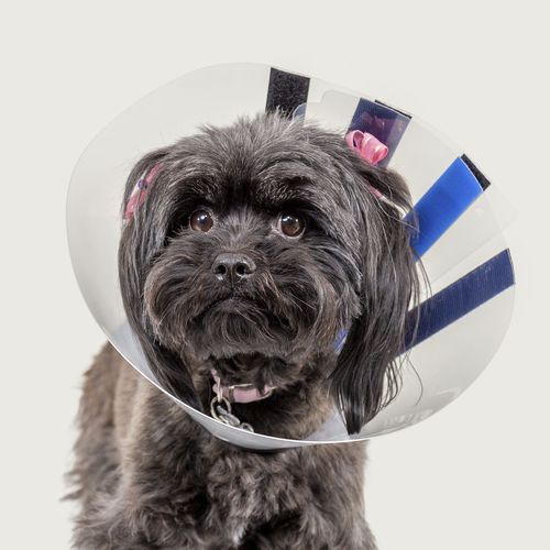 Hundekragen - EZ Clear™ - KVP EU Ltd - regelbar / mit Klettverschluss