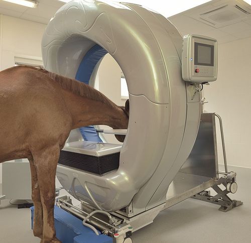 Veterinär-CT-Scanner / für Pferde - Pegaso™ - Epica Medical Innovations