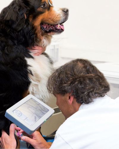 Venensucher für Veterinärmedizin - EasyVein™ - Epica Medical Innovations - Venenpunktion / Handgerät / kontaktlos