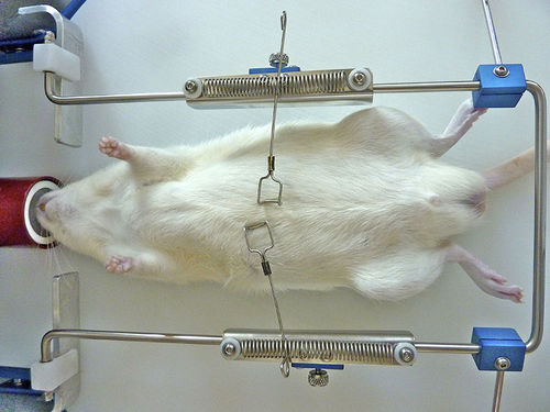 OP-Retraktor - OWRF, WR-M, WR-R - Otawog Rodent Anaesthesia Systems - für die Tierforschung / für Mäuse / für Ratten