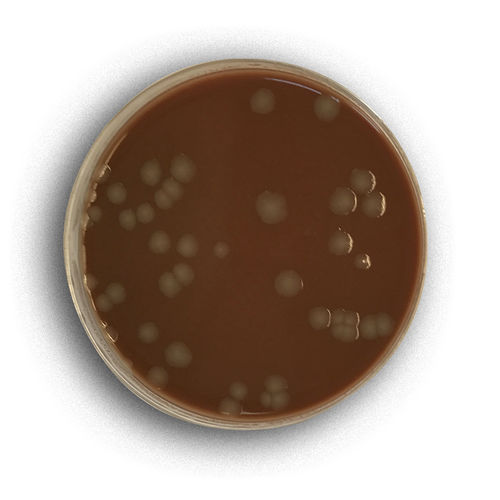 Antibiotisches Reagenz - 02008 - RTA Laboratories - reaktives Milieu / zur Isolierung von Bakterien / Staphylococcus aureus