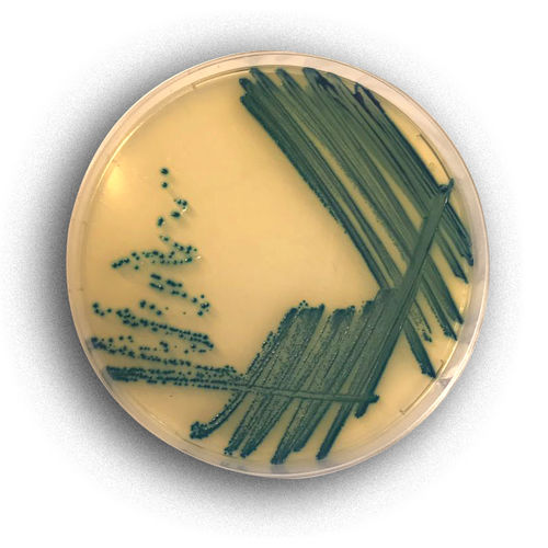 Reaktives Milieu - 02017 - RTA Laboratories - zur Isolierung von Bakterien / zur Farbmessung / Escherichia coli