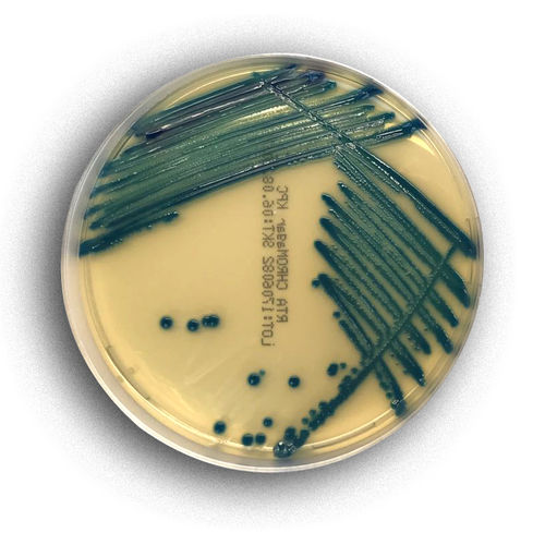 Reaktives Milieu - 02078 - RTA Laboratories - zur Isolierung von Bakterien / zur Farbmessung / Staphylococcus aureus