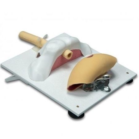 Anatomisches Modell / Anastomose - 3-Dmed - Knochen / Bein / Blasen