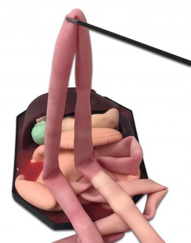 Anatomisches Magenmodell - ID17 - 3-Dmed - Leber / Dickdarm / Dünndarm