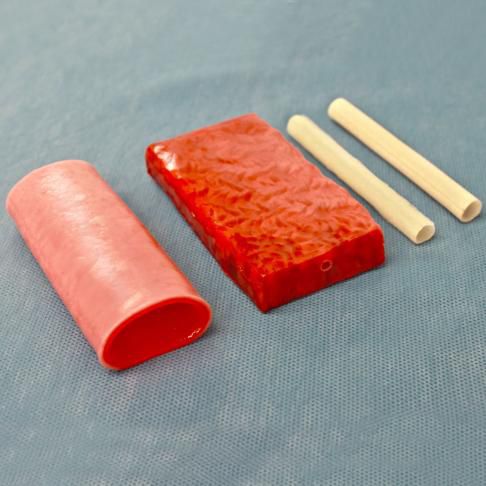 Anatomisches Modell / Vene - 03 series - 3-Dmed - Pfortader / Gallengang / Darm
