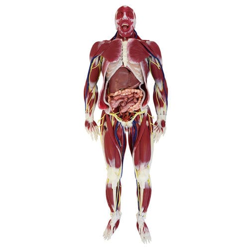 Anatomisches Modell / Nervensystem - G3 - SynDaver Labs - Gelenk / Muskel / für die Ausbildung