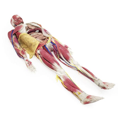 Anatomisches Modell / Becken - 101200 - SynDaver Labs - Knochen / Körper / Kiefer