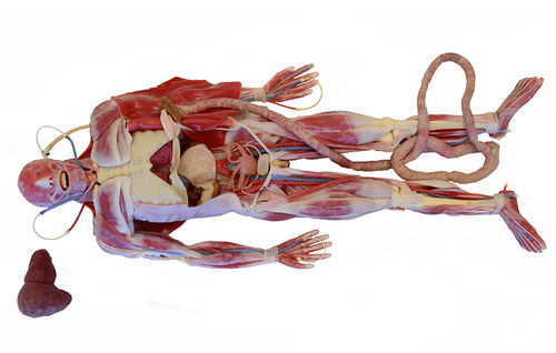 Chirurgisches anatomisches Modell - 101600 - SynDaver Labs - Körper / Skelett / Herz
