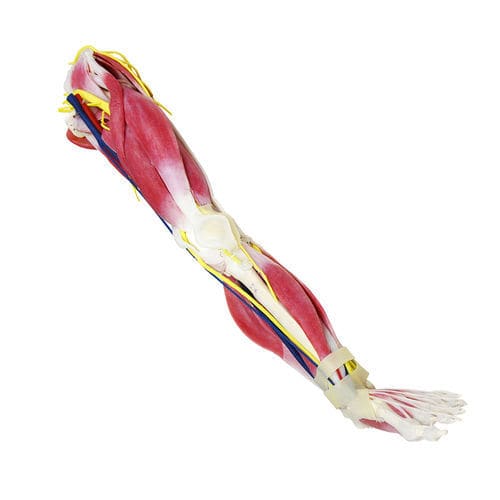 Anatomisches Modell / Bein - 102450 - SynDaver Labs - Nerven / Hüfte / Knie