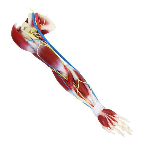 Anatomisches Modell / Schulter - G3  - SynDaver Labs - Schulterblatt / Gelenk / Muskel