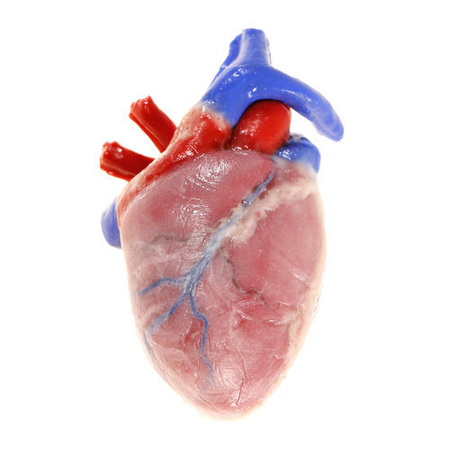 Anatomisches Modell / Herz - 104204 - SynDaver Labs - Herz / für die Ausbildung