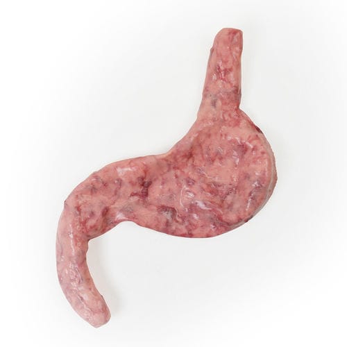 Anatomisches Modell / Herz - 130510 - SynDaver Labs - Muskel / Magen / Speiseröhre