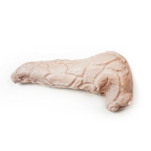 Anatomisches Modell / Bauchspeicheldrüse - 130420 - SynDaver Labs - Körper / Pankreas / Kopf