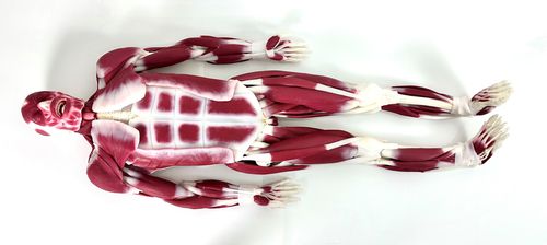 Anatomisches Modell / Gelenk - 102010 - SynDaver Labs - Muskel / Silikon