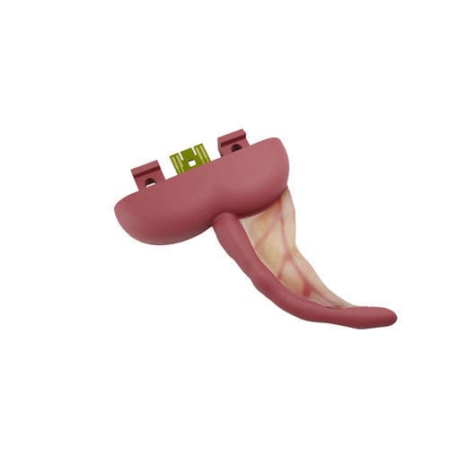 Anatomisches Modell / Appendix - 00001211 - Inovus Medical - laparoskopisch / Ausbildung / zum Sezieren