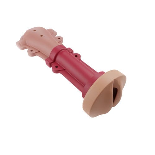 Anatomisches Modell / HWS - 00001316 - Inovus Medical - Gebärmutter / vaginal / chirurgisch