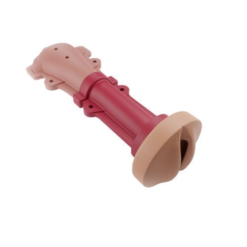 Anatomisches Modell / HWS - 00001344 - Inovus Medical - Gebärmutter / vaginal / chirurgisch