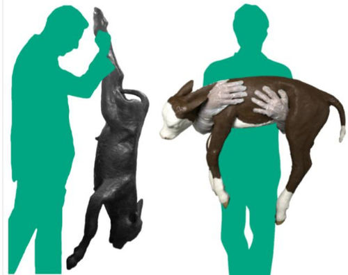 Trainingspuppe für Veterinärmedizin - Veterinary Simulator Industries - für Dystokie / Rinder / rot