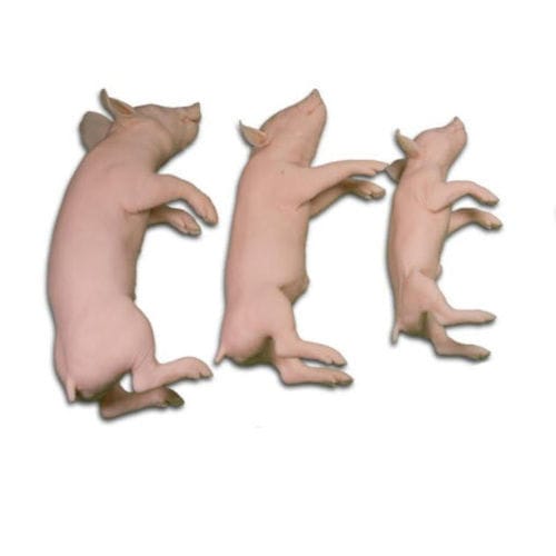 Trainingspuppe für Veterinärmedizin - Veterinary Simulator Industries - Schwein / Puppenset / rosa